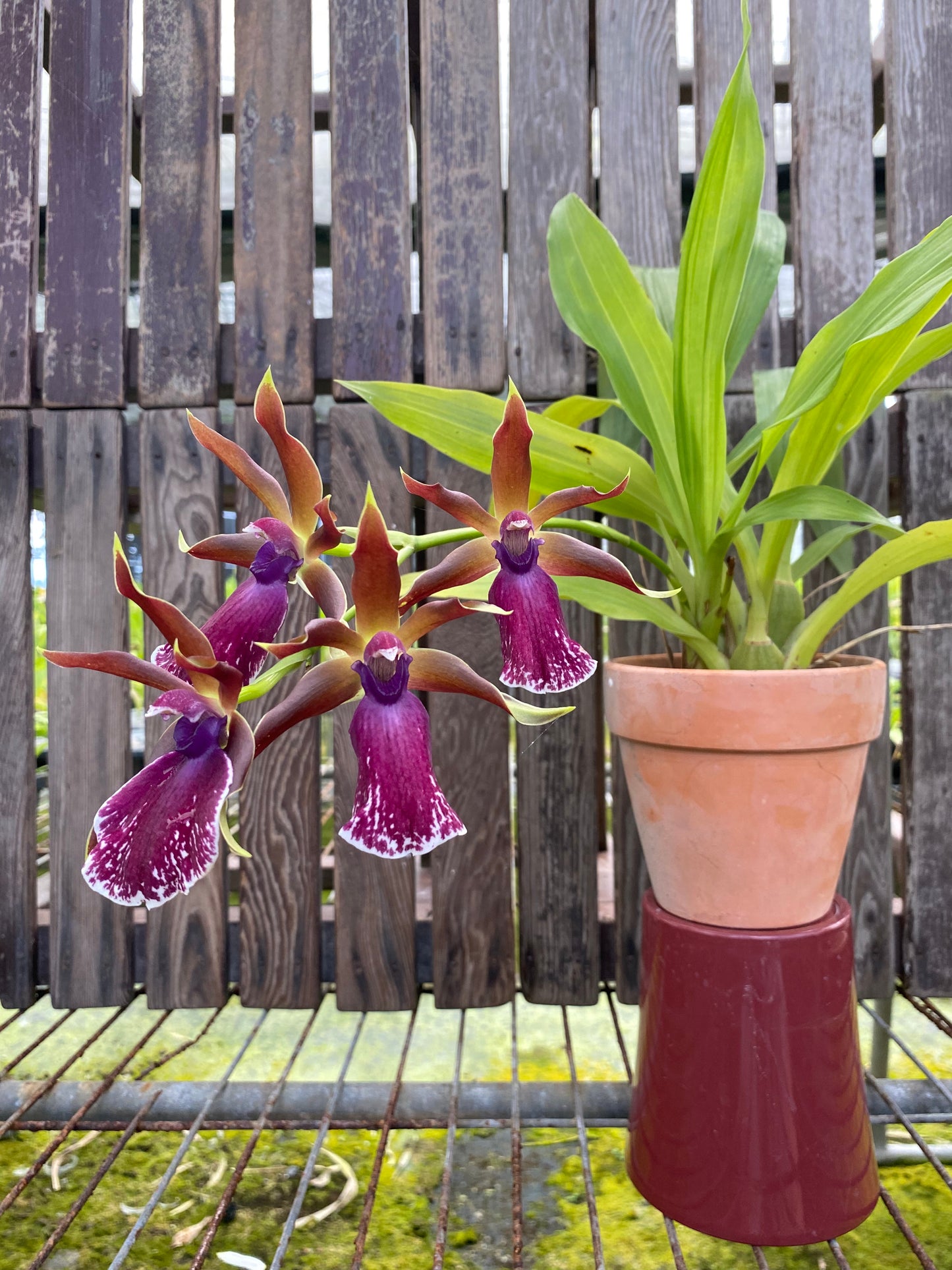 Zygopetalum Louisendorf