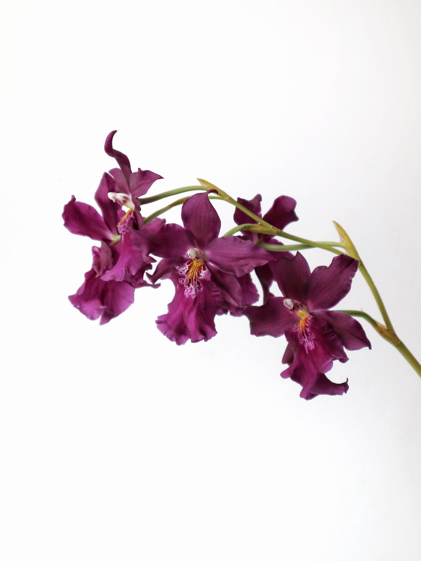 Miltonidium Hwuluduen Kenzie 'Passion'