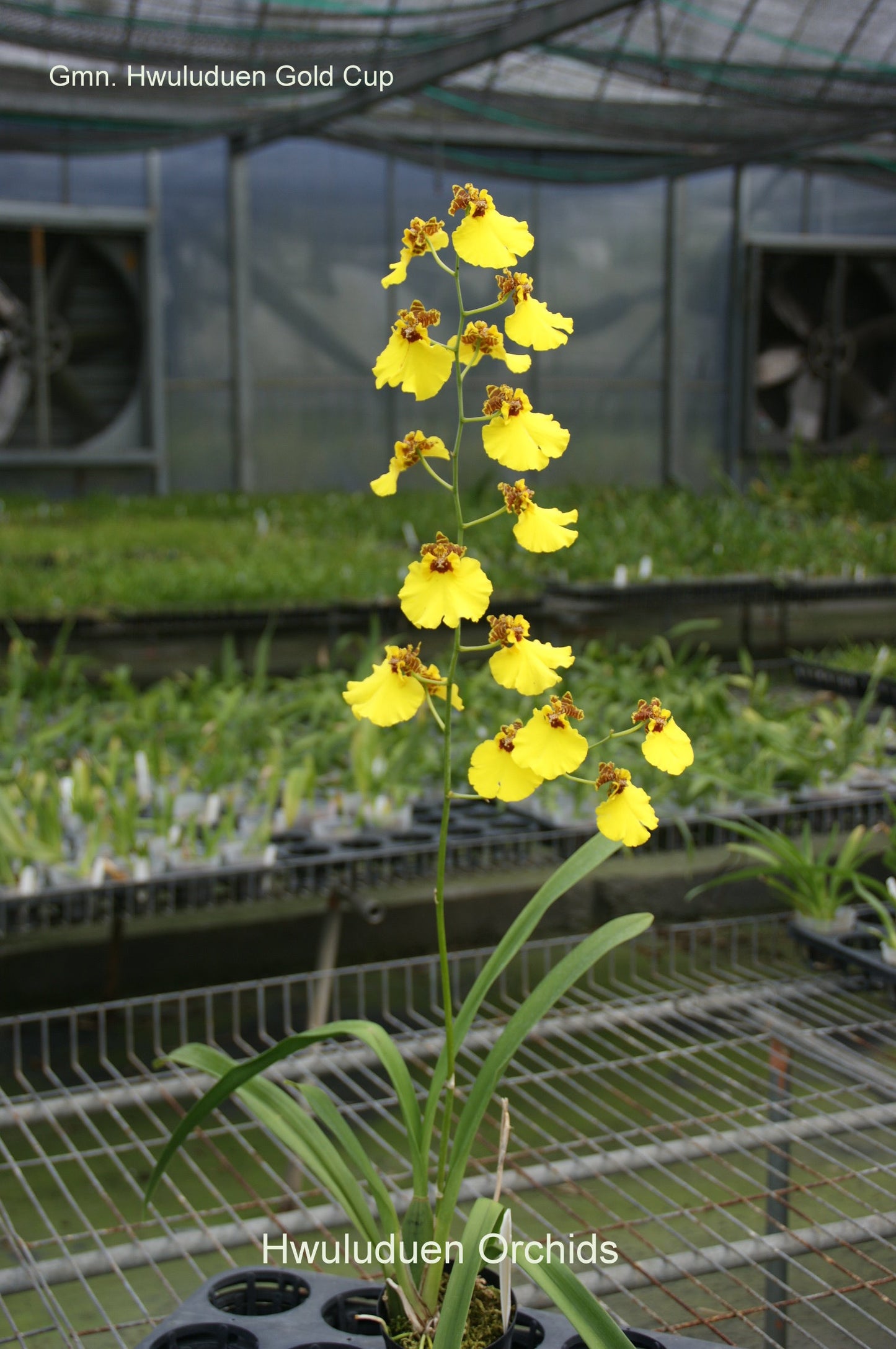 Gomonia Hwuluduen ‘Golden Cup’