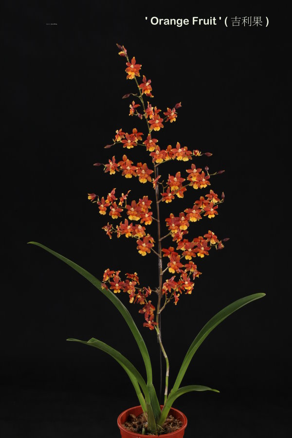 Oncidium Hwuluduen ‘Orange fruit’