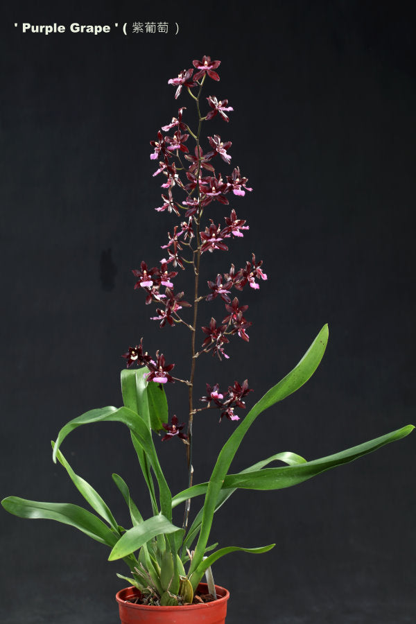 Oncidium Hwuluduen ‘Purple Grape’